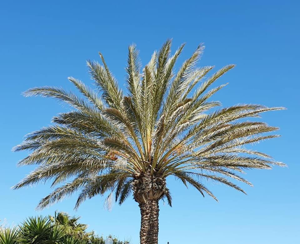 מרינלה דו סלינונטה Il Canneto Di Selinunte מראה חיצוני תמונה