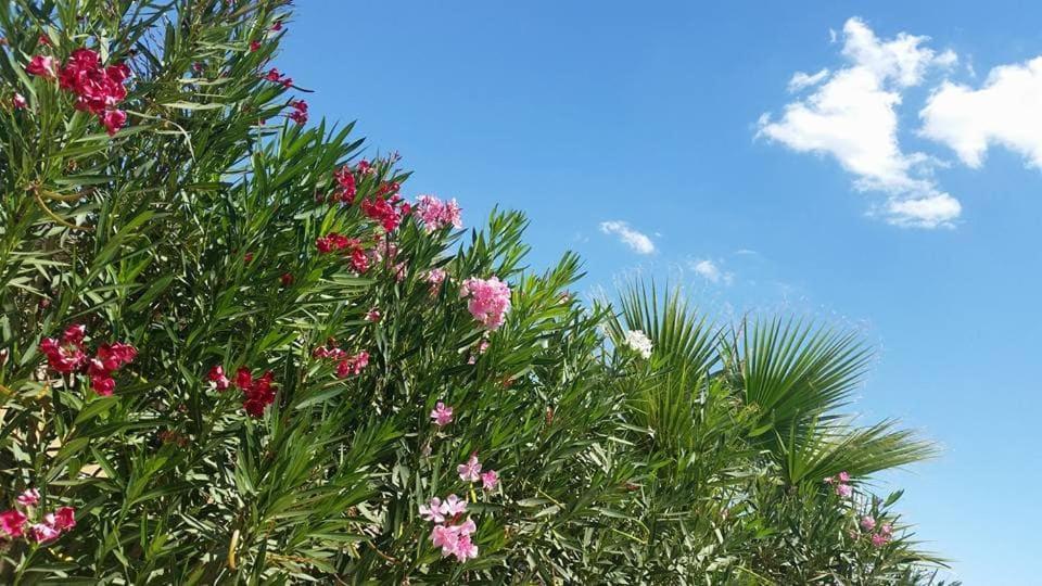 מרינלה דו סלינונטה Il Canneto Di Selinunte מראה חיצוני תמונה